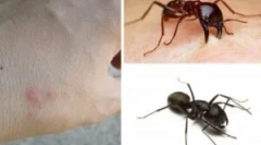 Kęs mrówek i jego konsekwencje